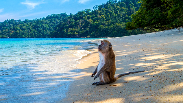 Stop Monkey Mind: Practice Awareness of No-Thought monkey sitting on a beach